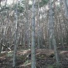 Projecte d'Ordenació Forestal de la forest "Bosc de Viu. Bosch" CUP-L 247